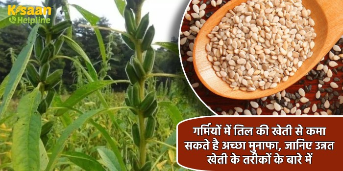 गर्मियों में तिल की खेती से कमा सकते है अच्छा मुनाफा, जानिए उन्नत खेती के तरीकों के बारे में